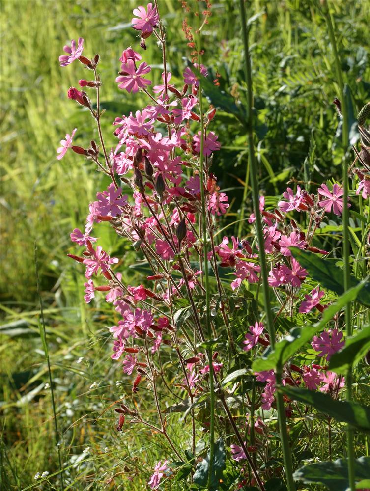 Rosazza (Biella, Italy) - Meadow spring flowers